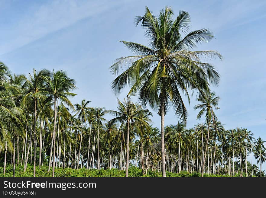 Palm trees on  sky background