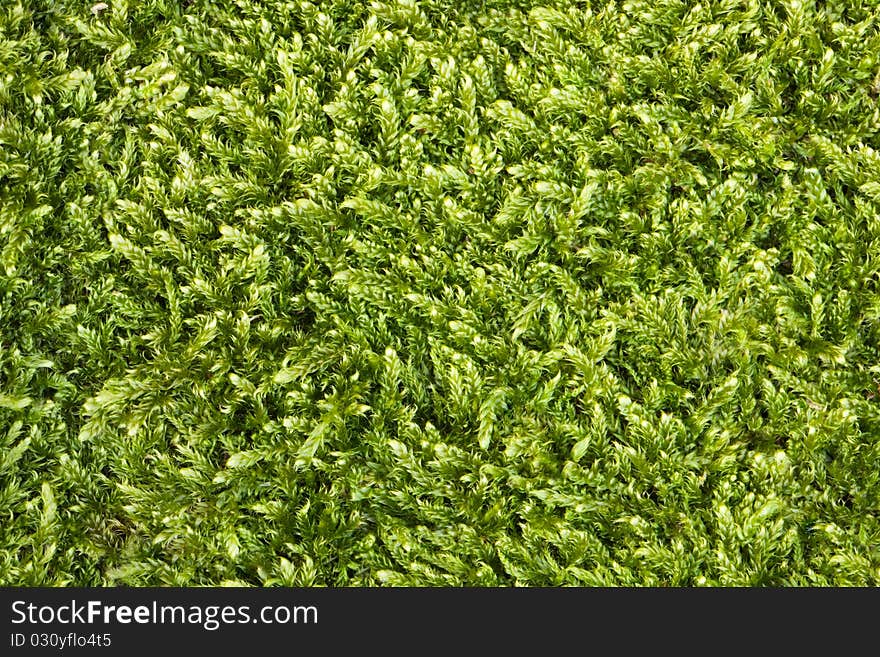 Green moss texture. Can be used as background.