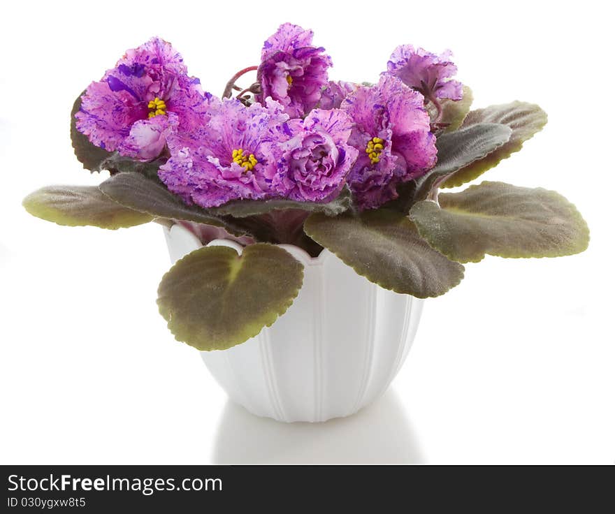 Potted flowers saintpaulia flower, isolated on white background