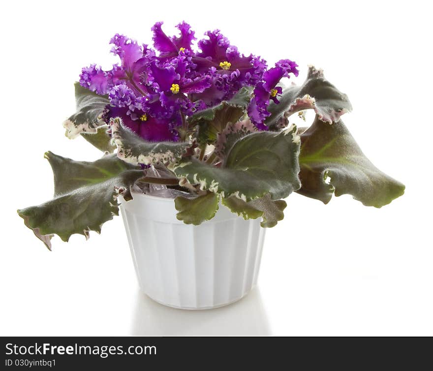 Pot flowers saintpaulia flower, isolated on white background