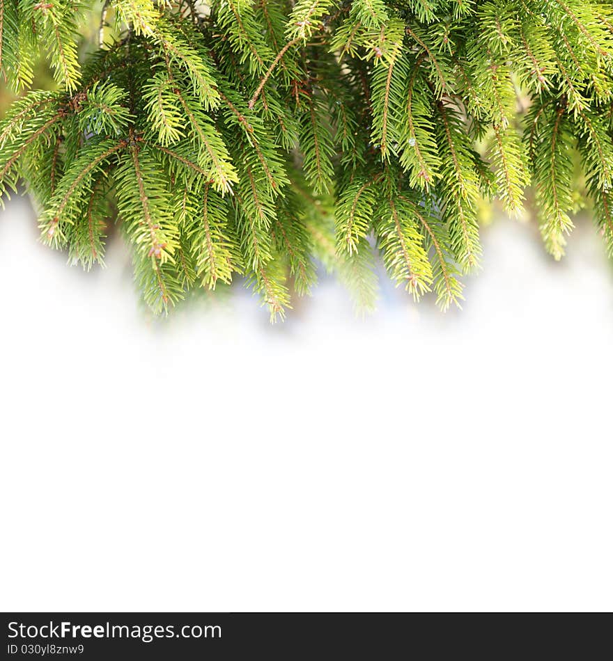 Pine branches for Christmas decorations