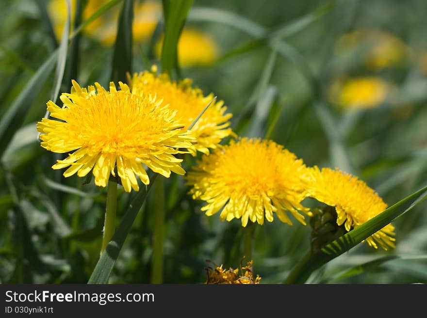 Group of yellow dandelions on grass - closeup view