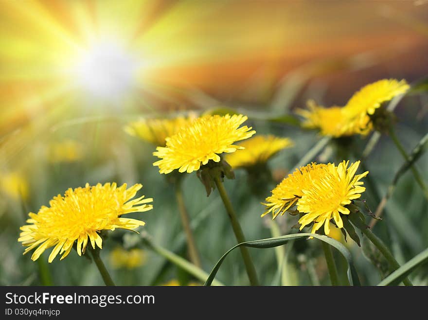 Group of yellow dandelions on sun light