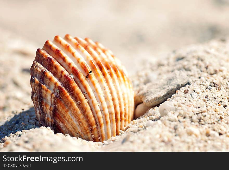 Ant walking on a seashell