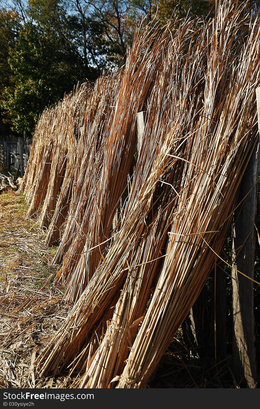 A Line of Reeds Drying