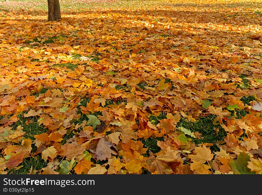 Fall leafs at the park