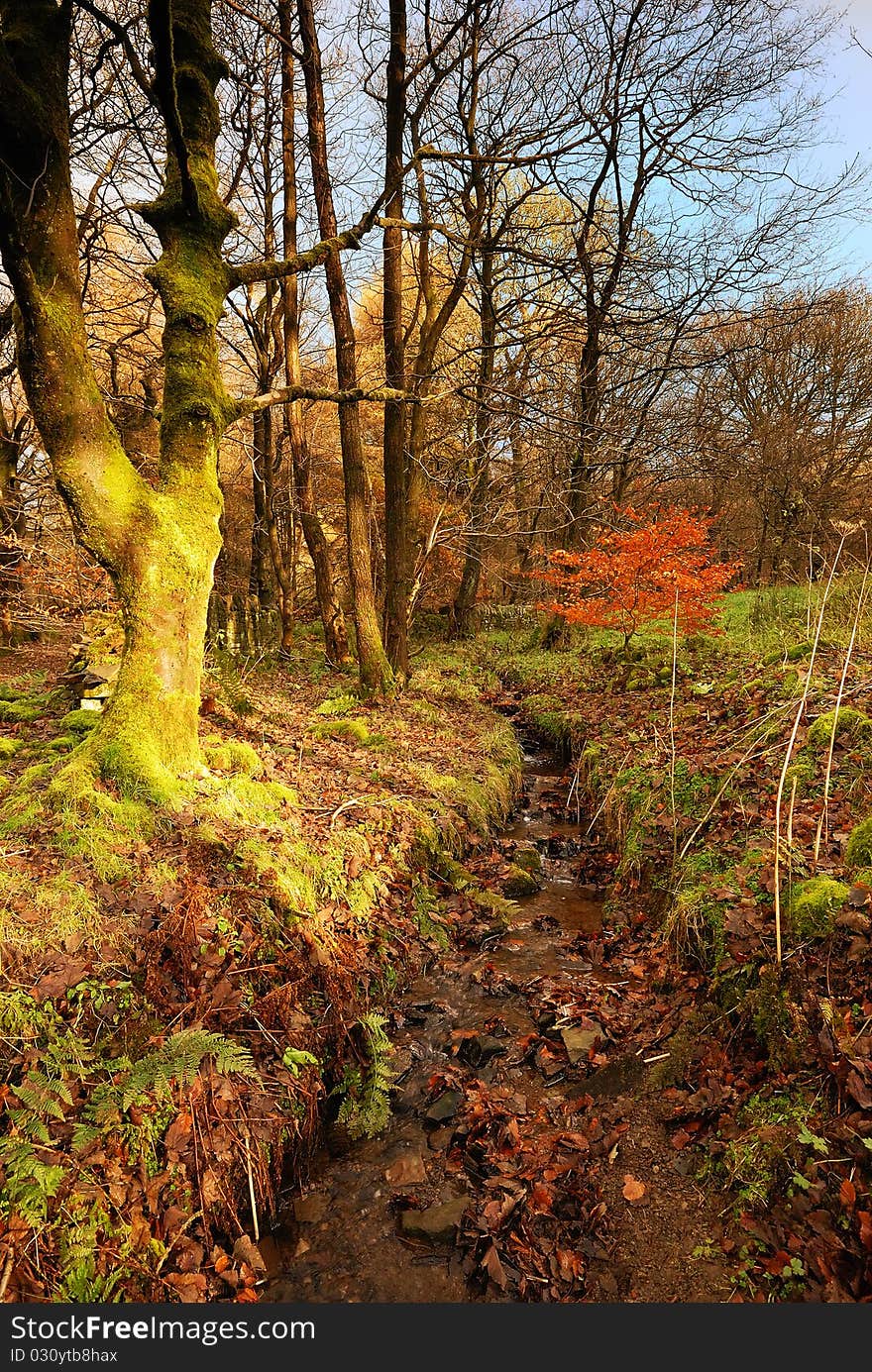 An Autumn Leaf Filled Stream. An Autumn Leaf Filled Stream