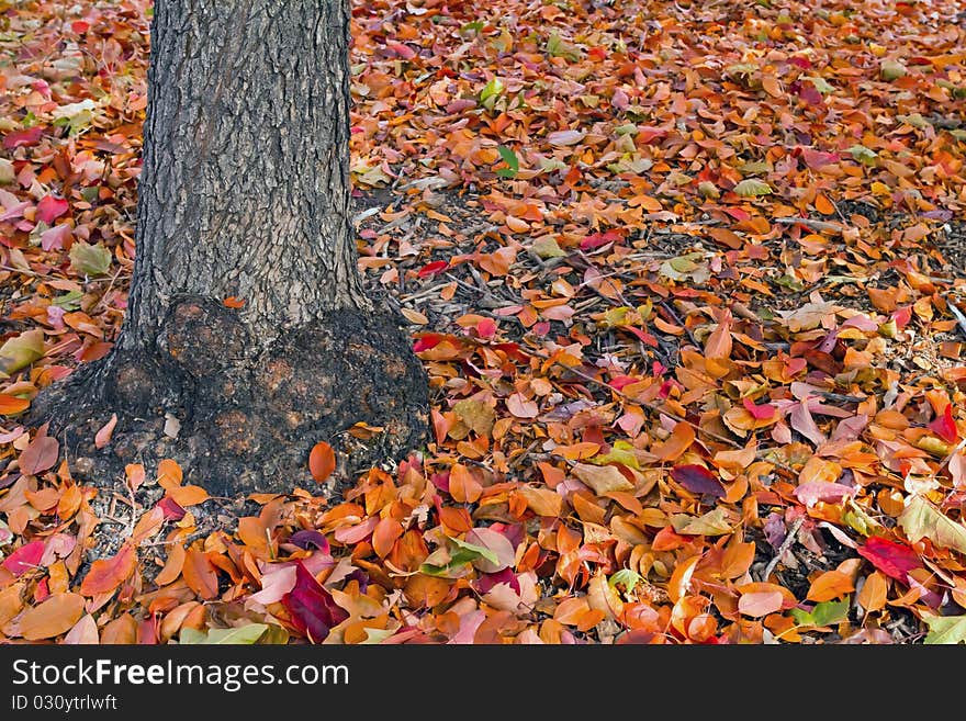 Fall leafs at the park