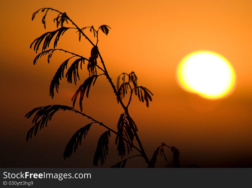 Acacia retusa silhouette