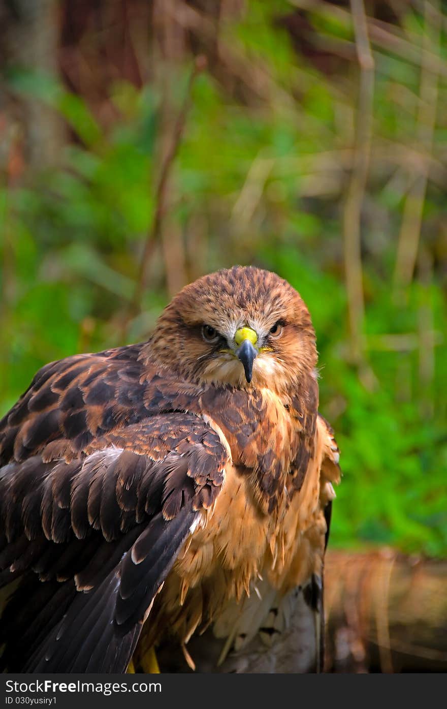 Harris Hawk