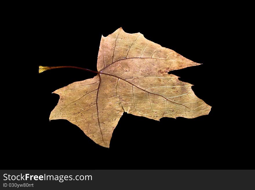 Fall leaf isolated on black background