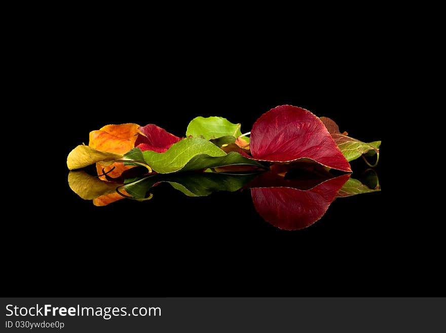 Fall leafs isolated on black background