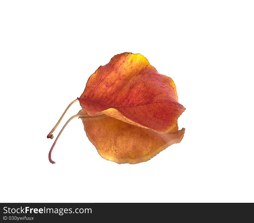 Fall leaf on white background with reflection