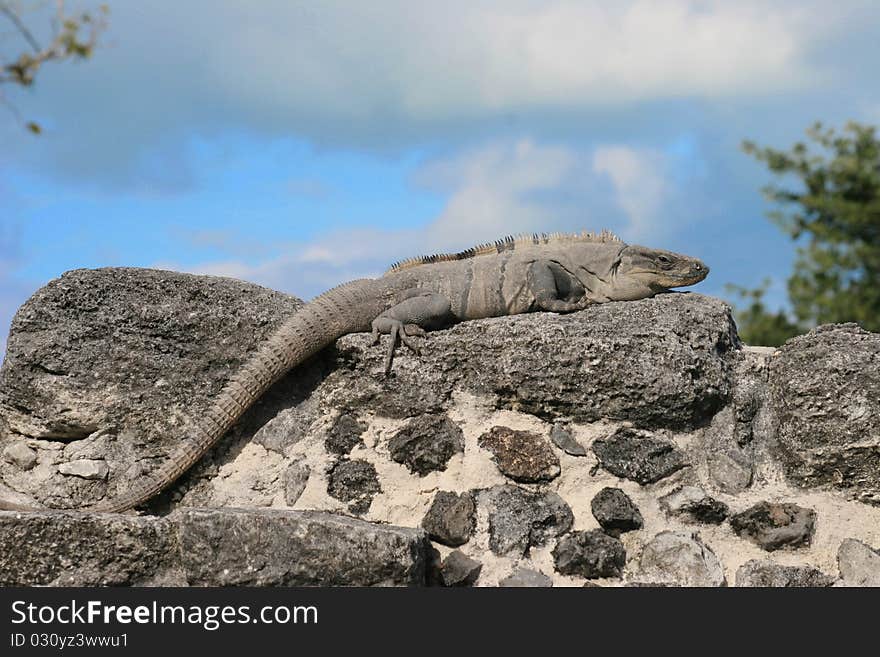 A large iguana sunning himself on top of a stone wall in Cozumal, Mexico. A large iguana sunning himself on top of a stone wall in Cozumal, Mexico