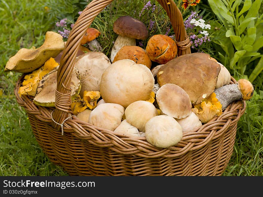 Basket full of mushrooms