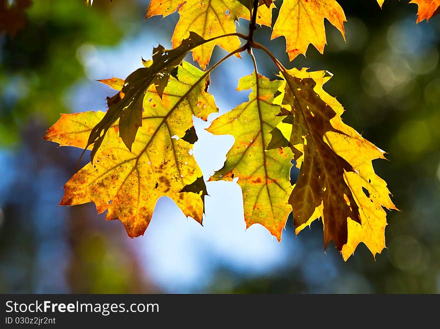 Colorful fall leafs at the park