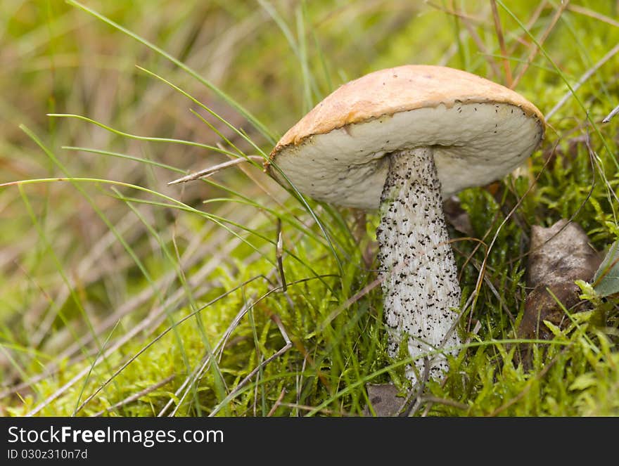 Mushroom in the forest