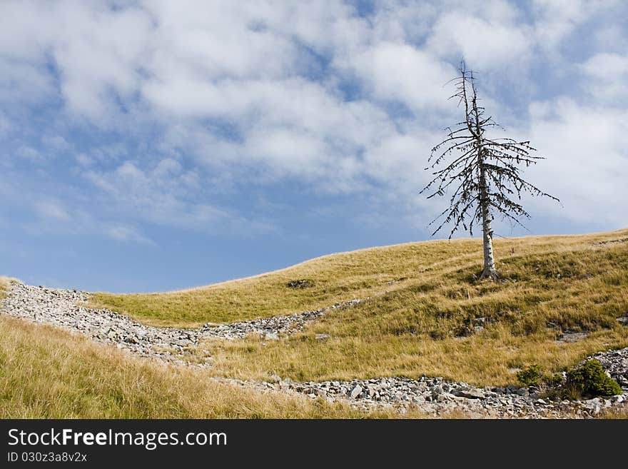 A nice background image of a lone tree at the mountain top. A nice background image of a lone tree at the mountain top