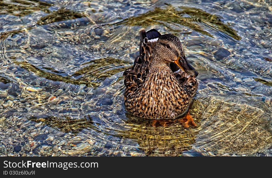 Duck in water in Czech Republic