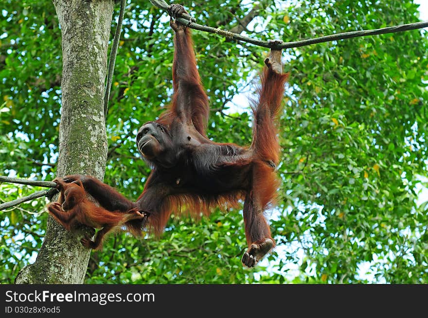 Gorilla Helping Her Baby Across A Rope. Gorilla Helping Her Baby Across A Rope