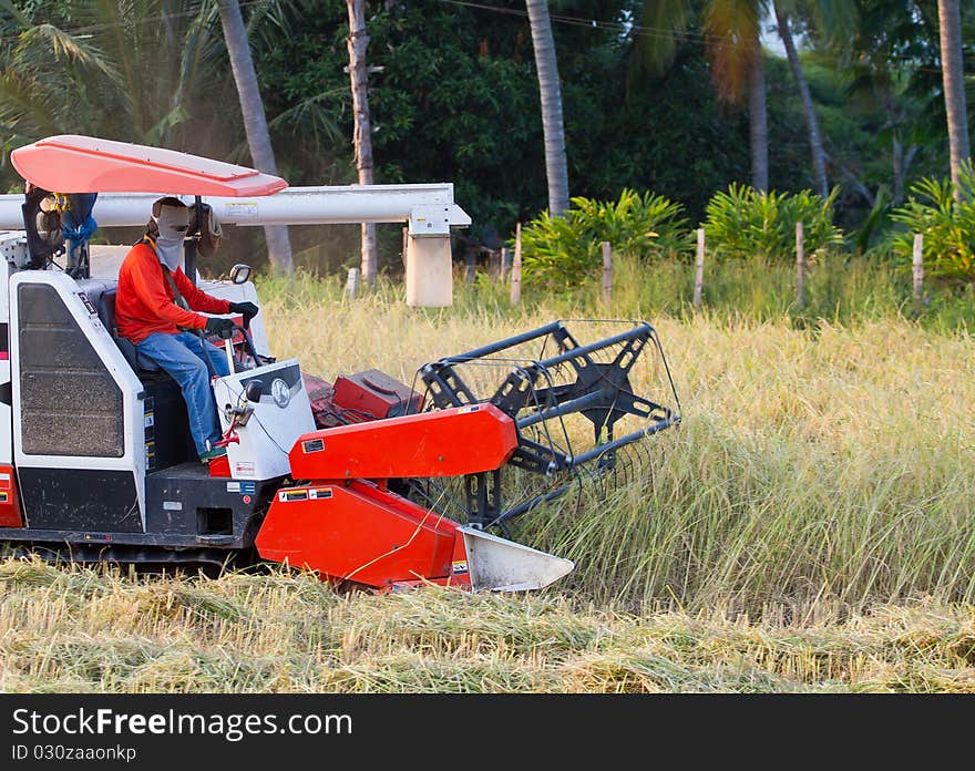 The harvesting of rice.