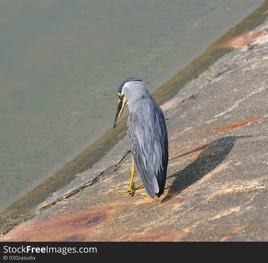 Sharp-eyed young Great Blue Heron waiting for prey fish by the bank. Sharp-eyed young Great Blue Heron waiting for prey fish by the bank.