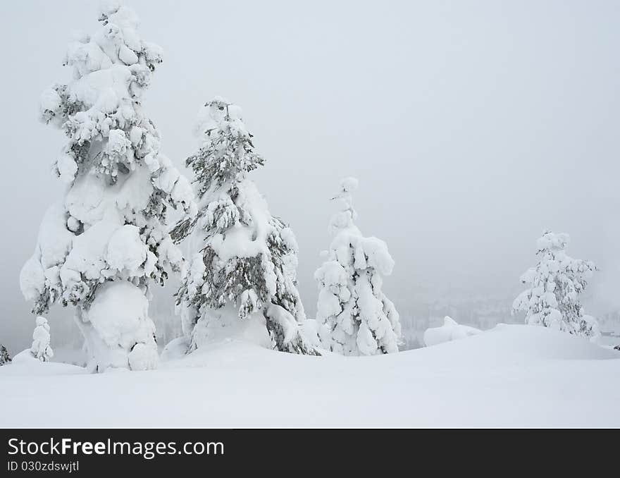 Foggy winter