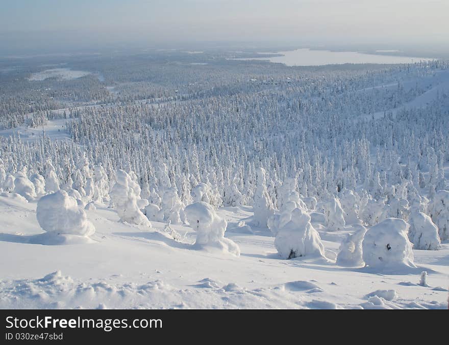 Sunny winter day in the forest. Sunny winter day in the forest