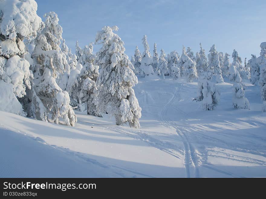 Sunny winter day in the forest. Sunny winter day in the forest