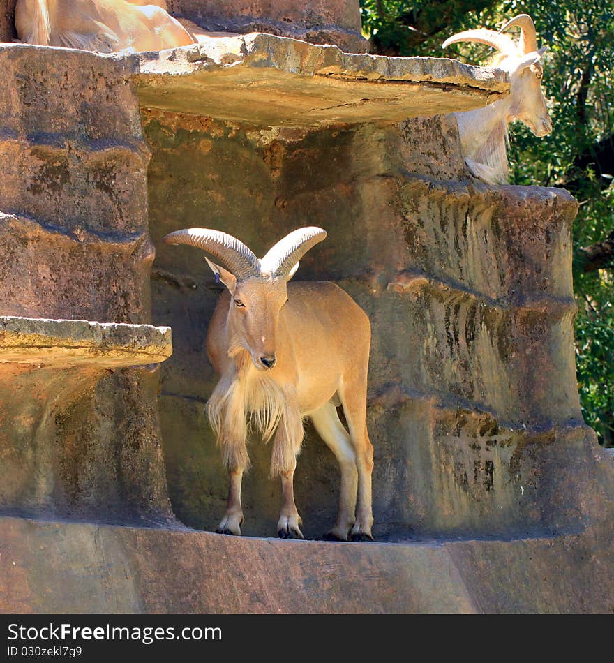 Barbary Sheep on Artificial Cliff Face