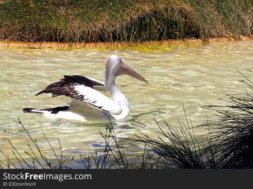 Australian Pelican Stretching Wings