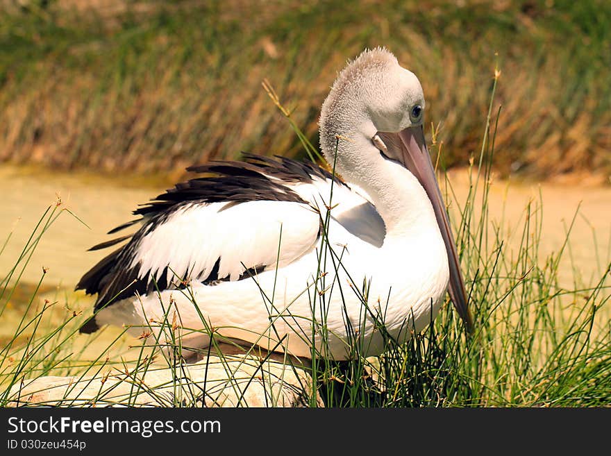 Australian Pelican - Pelecanus Conspicillatus - sitting amongst river grasses