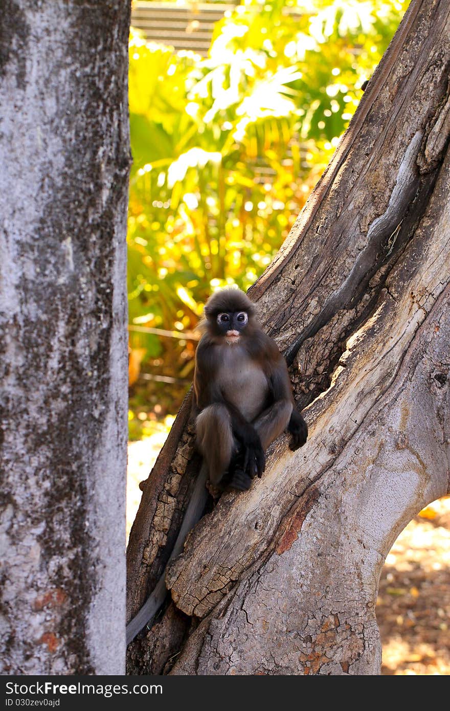 Dusky-Leaf Monkey in Tree