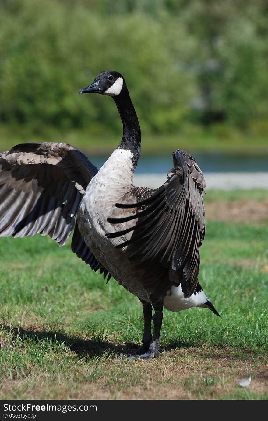 Close-up Canadian goose