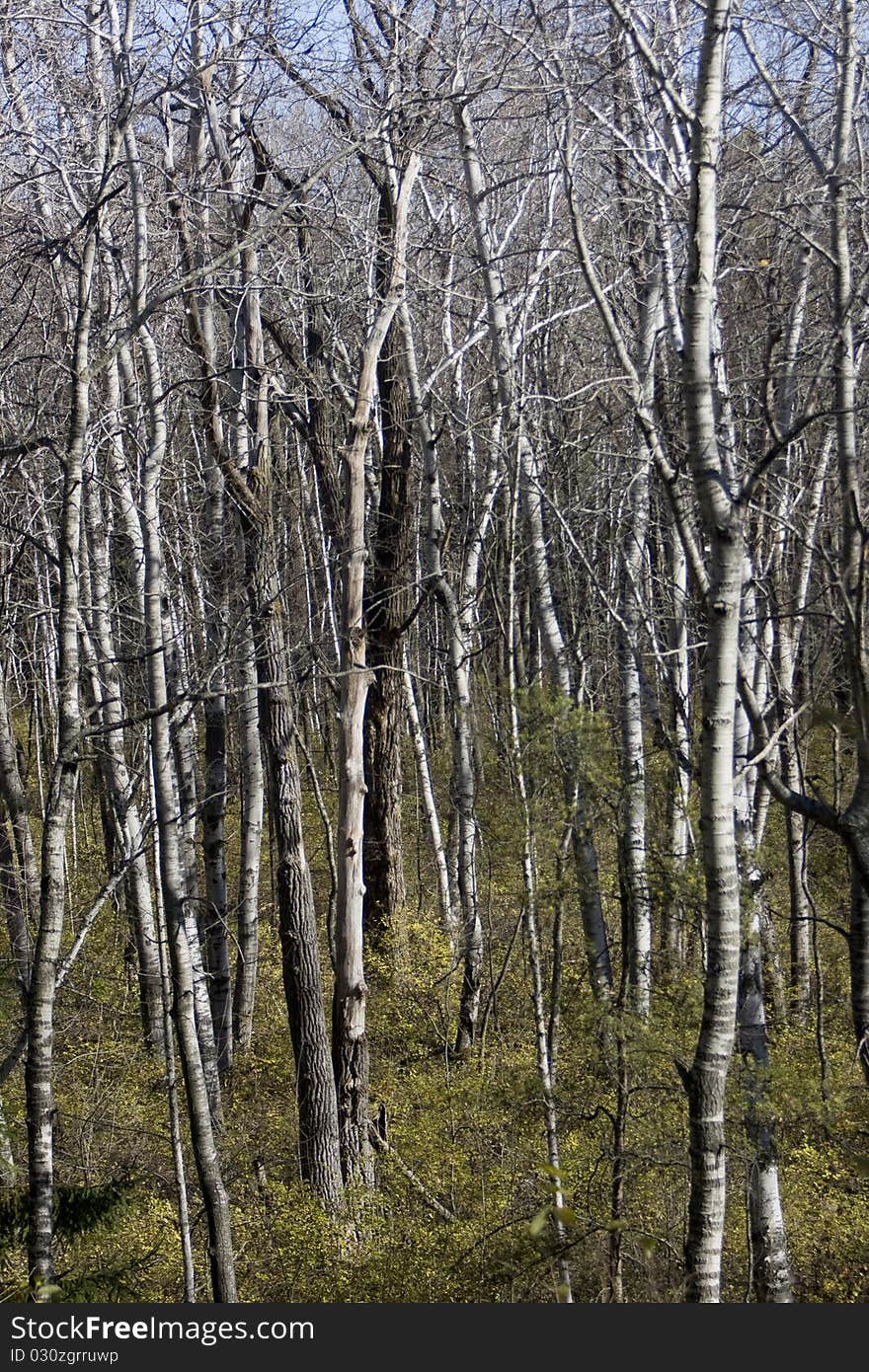 A birch forest in fall.