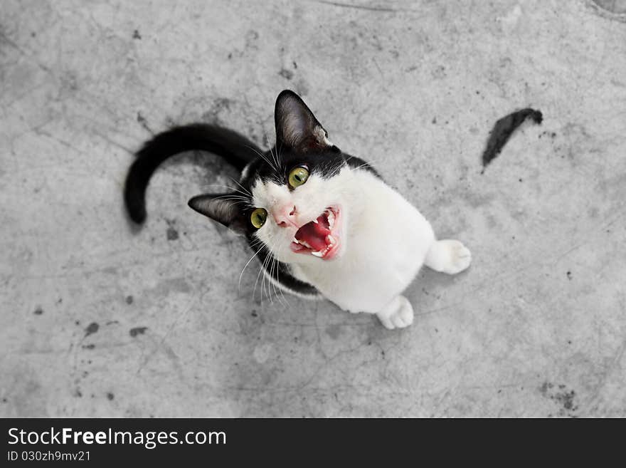 Black and white cat staring at camera