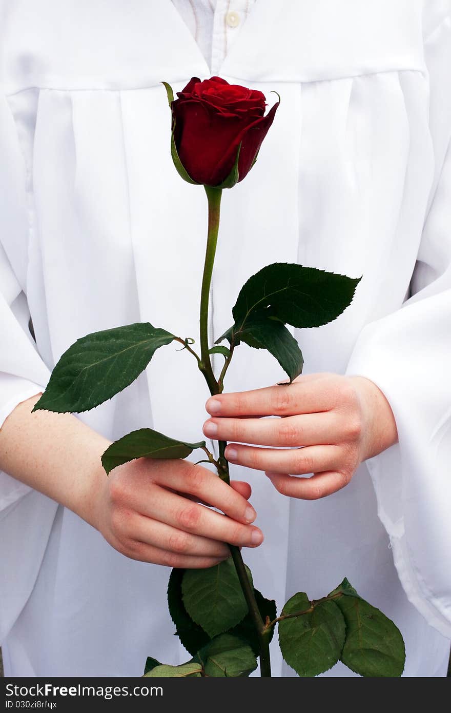 Graduate holding red rose against white gown. Graduate holding red rose against white gown