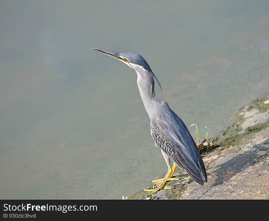 Great Blue Heron standing tall at the edge of river. Great Blue Heron standing tall at the edge of river.