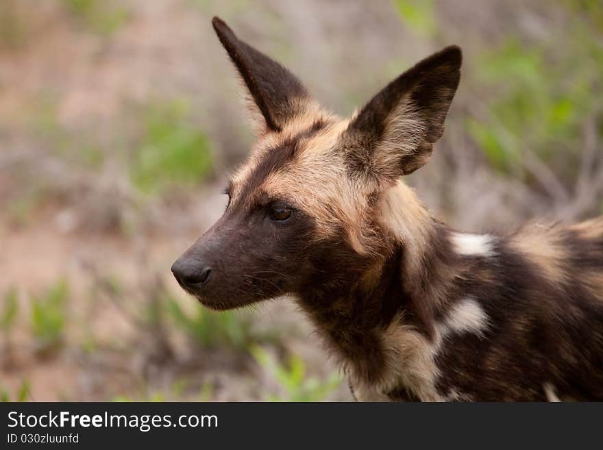 A natural portrait of a Wild Dog captured on a safari in a South African game reserve. A natural portrait of a Wild Dog captured on a safari in a South African game reserve.