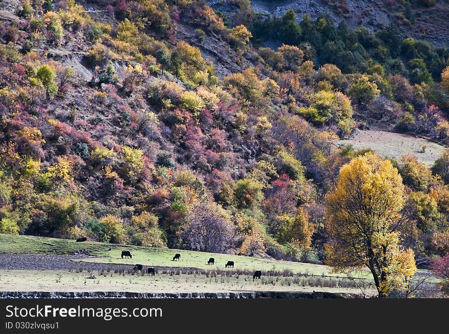 Mountain plateau autumn beautiful scenery