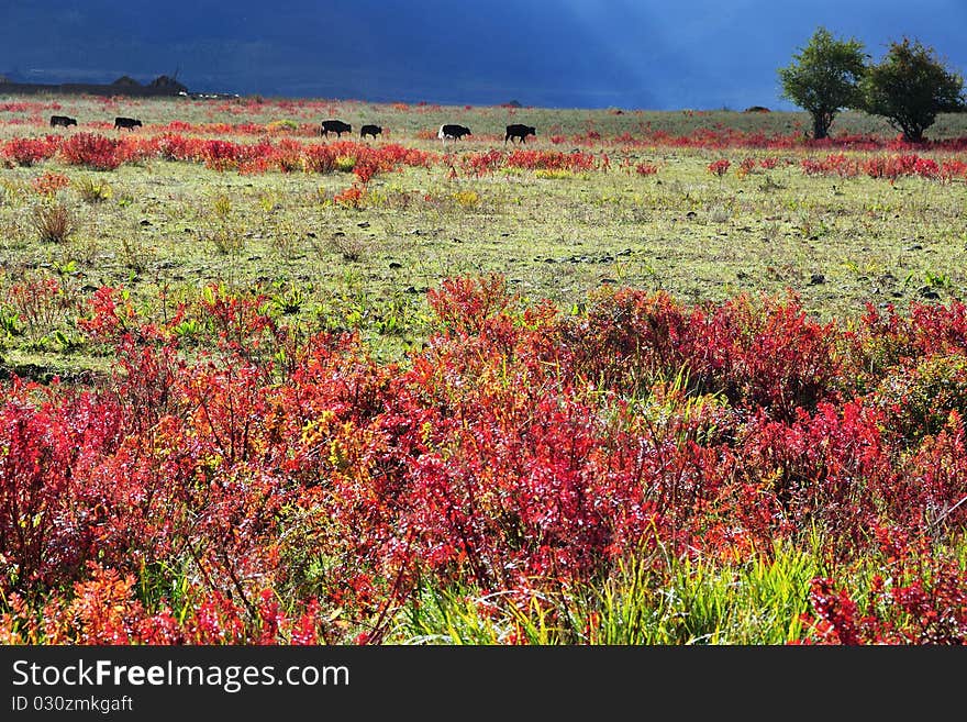 The beautiful scenery of autumn plateau