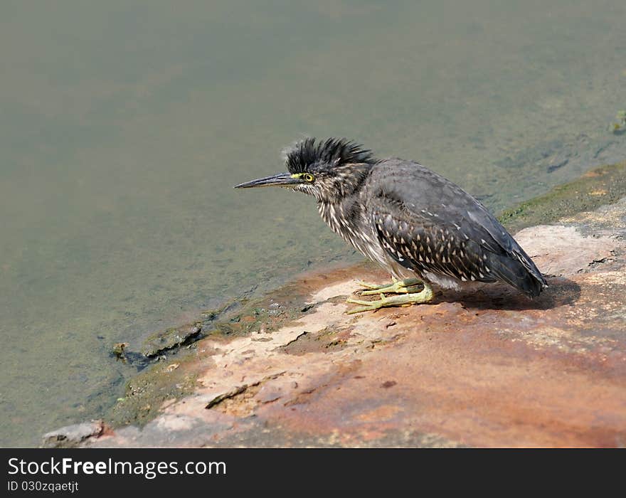 Young messy hungry heron sitting by the lake hoping to catch a meal.