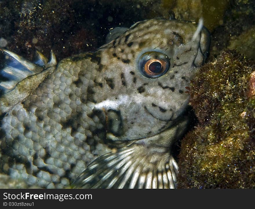 White dotted wrasse fish portrait (Australia). White dotted wrasse fish portrait (Australia)