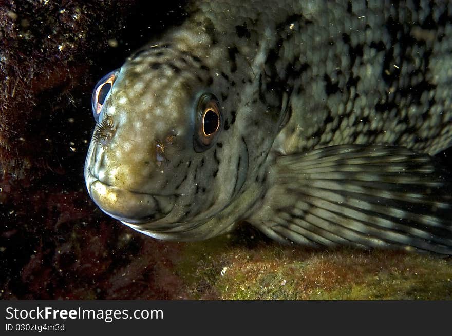 White dotted wrasse fish portrait (Australia). White dotted wrasse fish portrait (Australia)