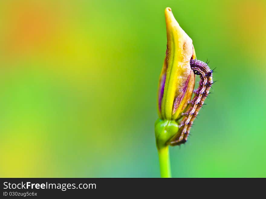 Caterpillar on flower