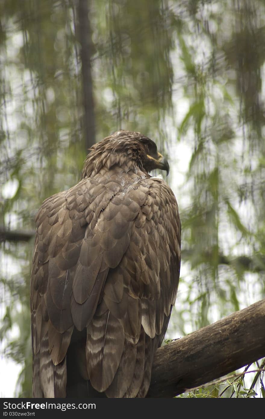 Close up of an eagle shot from back