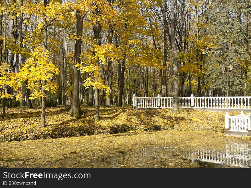 The carpet from yellow leaves lays on water near coast. The carpet from yellow leaves lays on water near coast