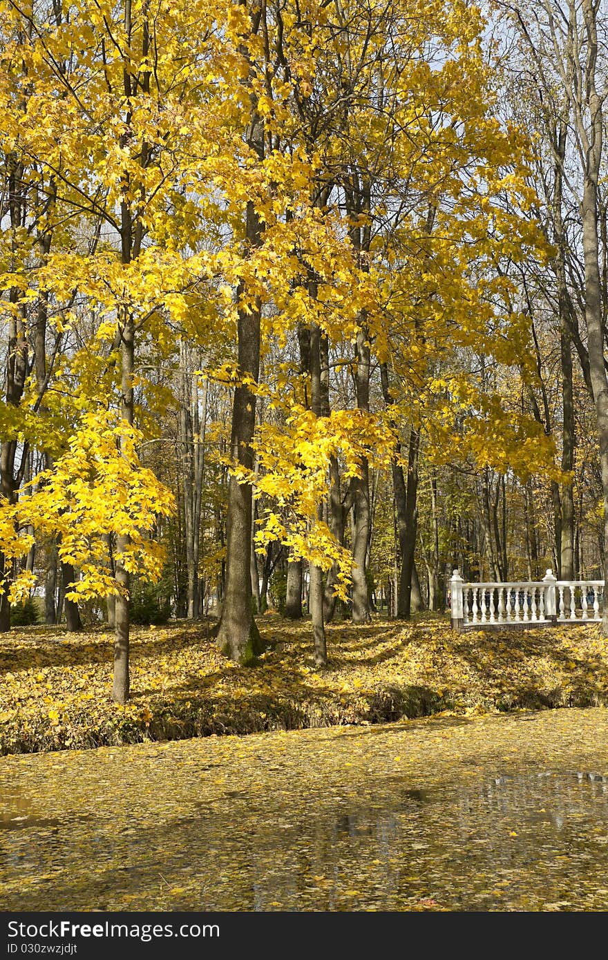 The carpet from yellow leaves lays on water near coast. The carpet from yellow leaves lays on water near coast