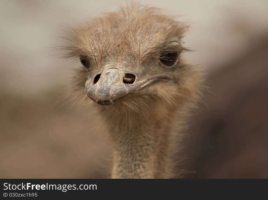 A ostrich face to you, head face hand eyes close up ,Shallow depth of field. A ostrich face to you, head face hand eyes close up ,Shallow depth of field