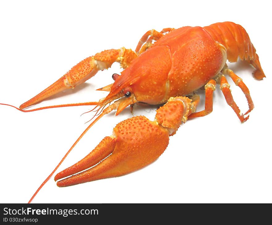 Red boiled river lobster isolated on white background